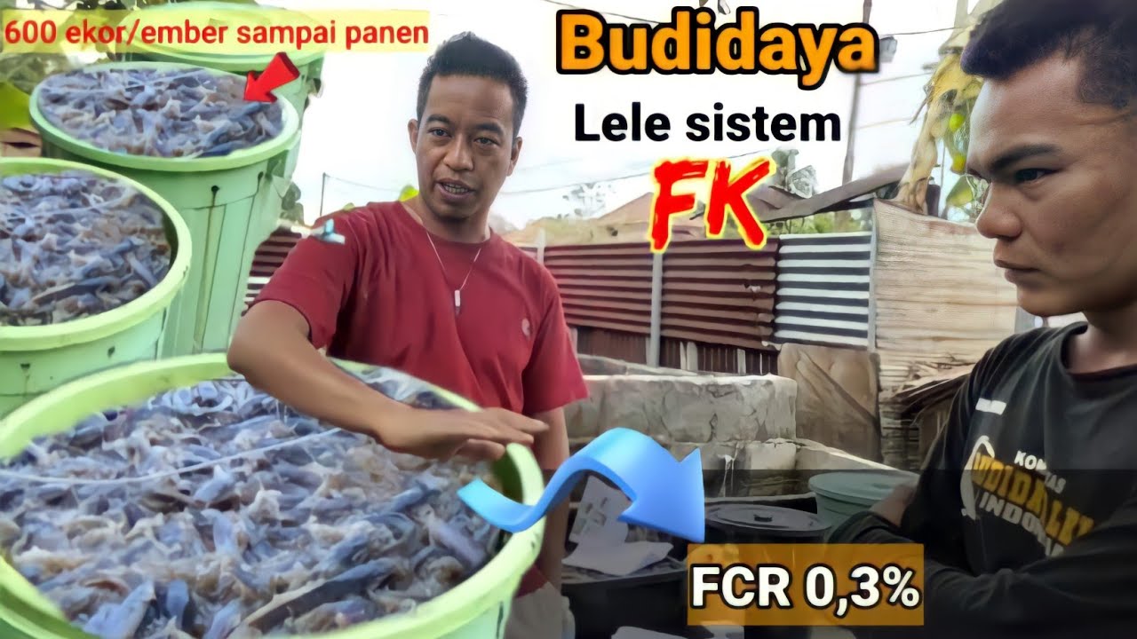 Lele Sistem FK: Raja Budidaya di Cilacap